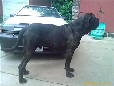 Stud Dogs - Mastiff